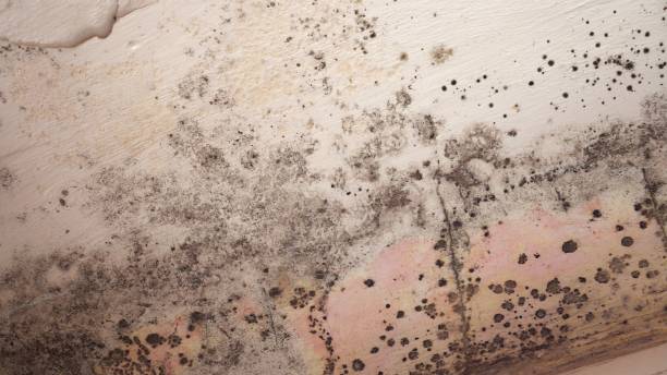 Mold Odor Removal Services